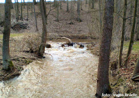 Jízek u 2. rybníka nad Krabčicemi Jízek u 2. rybníka nad Krabčicemi