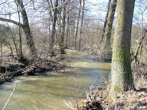 Borovský potok Borovský potok