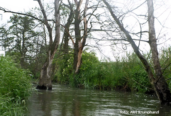 poldr Čihadla poldr Čihadla
