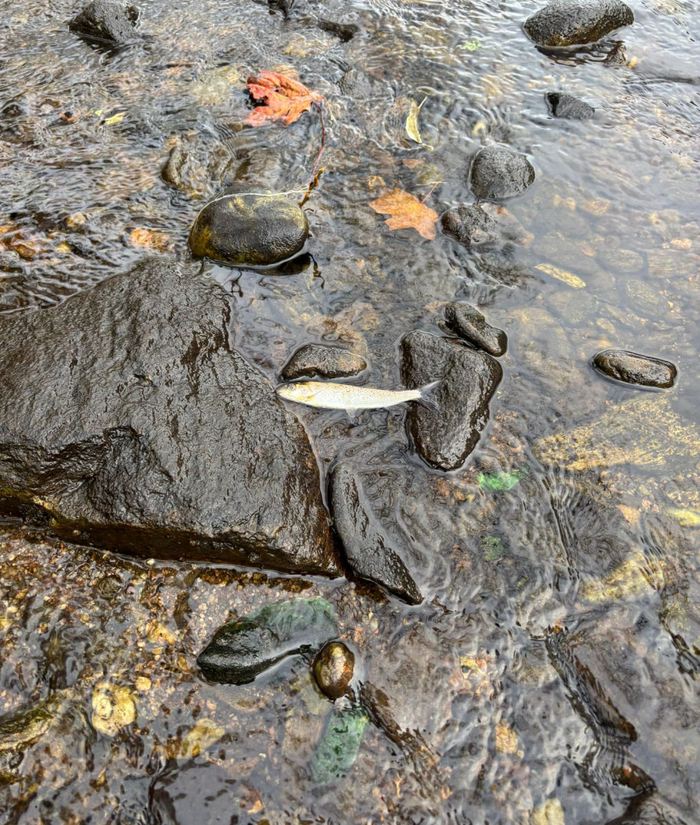 Následky zastavení vody pod jezem Následky zastavení vody pod jezem