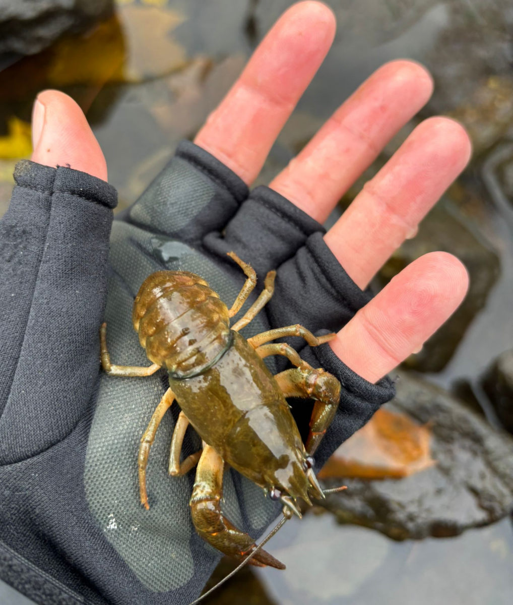Následky zastavení vody pod jezem Následky zastavení vody pod jezem