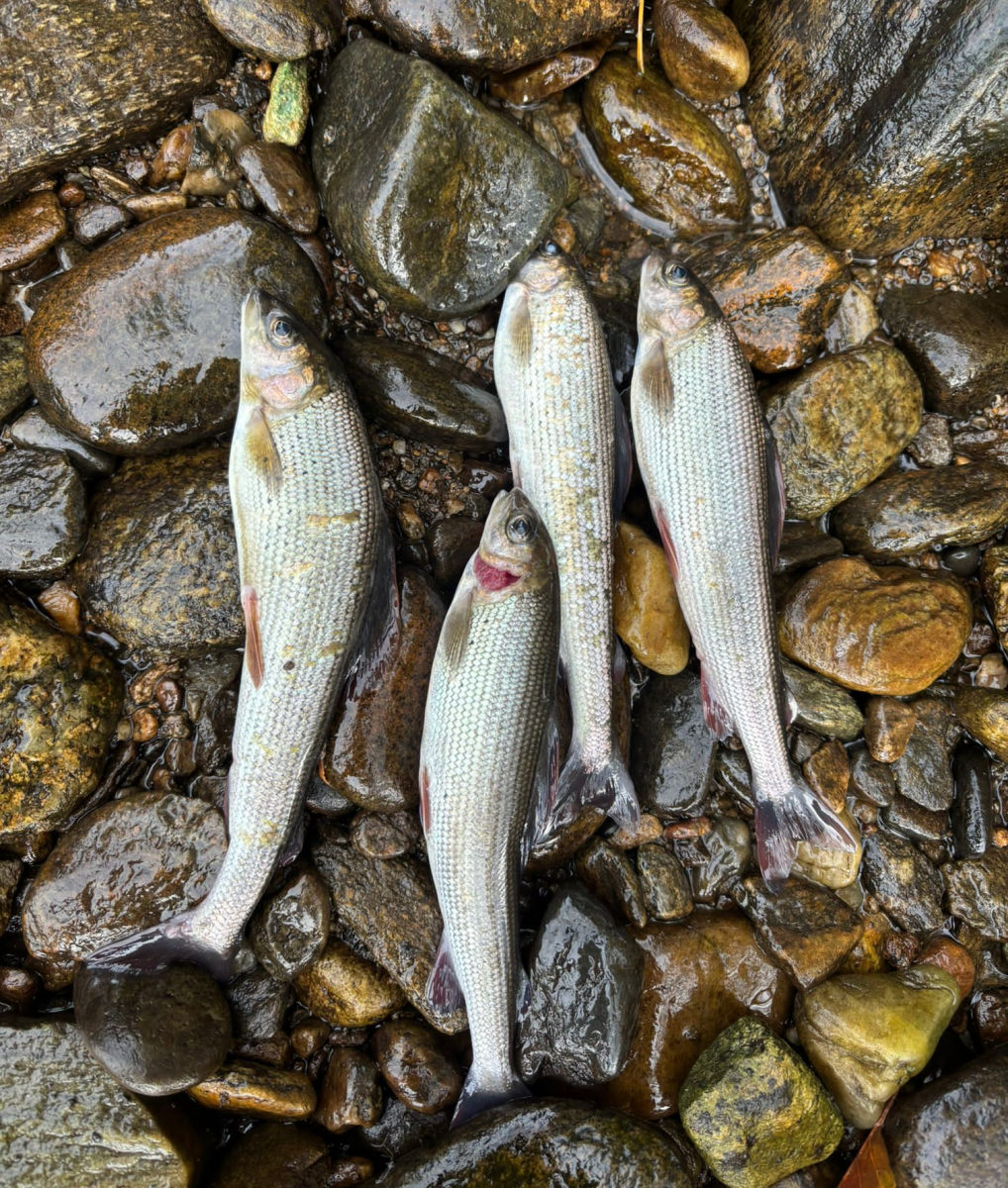 Následky zastavení vody pod jezem Následky zastavení vody pod jezem