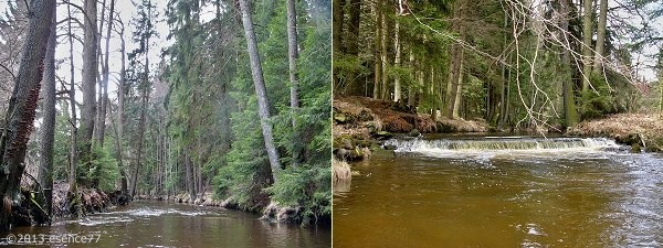 kraj lesa a stupeň u silnice