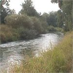 Veselice