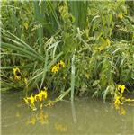 Kvetoucí kostatce na Mrlině 